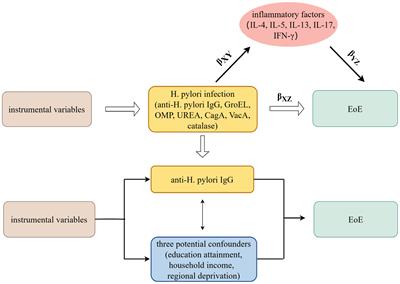 Causality of Helicobacter pylori infection on eosinophilic esophagitis and potential pathogenesis: a Mendelian randomization study